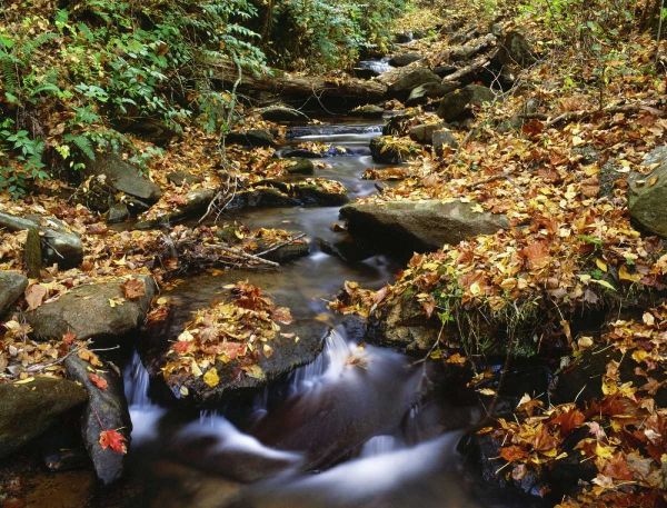 Georgia, Cherokee NF Small creek in autumn